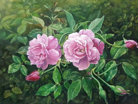 Khóm hoa hồng