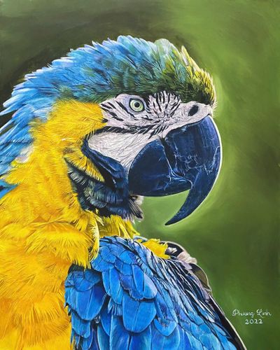 Blue and Gold
